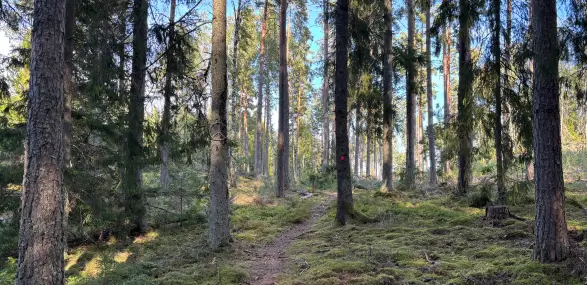 Nadelwald in Südschweden