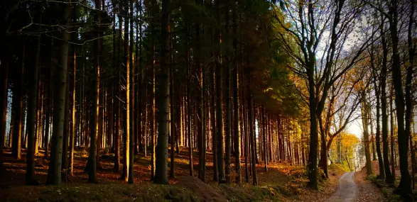 Abendsonne scheint in eine Waldlichtung beim Spaziergang während des Big 5 for Life Retreats.
